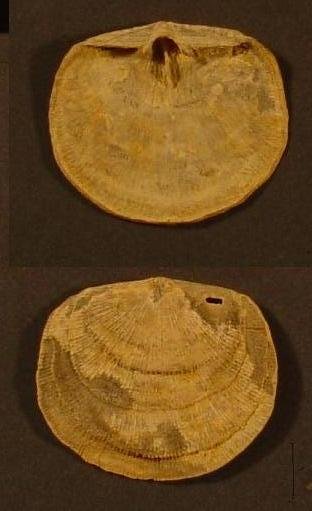 Derbyia crassa