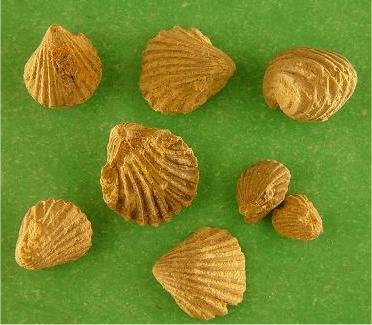 Hustedia mormoni