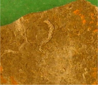 Leptolosia ovalis