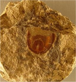 Lingula carbonaria