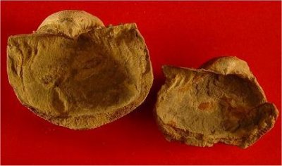 Linoproductus magnispinus