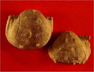 Linoproductus magnispinus