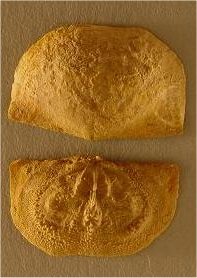 Neochonetes granulifer