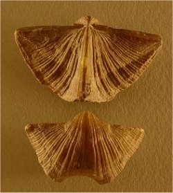 Neospirifer sp. cf. N. kansasensis
