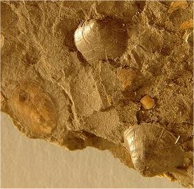 Orbiculoidea missouriensis