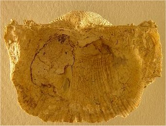Reticulatia huecoensis