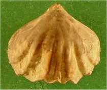 Wellerella osagensis