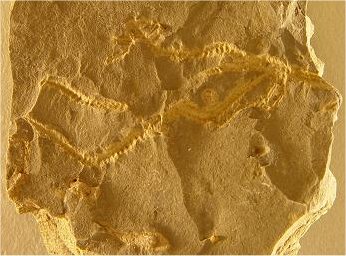 Archeophiomusium sp. cf. A. burrissi