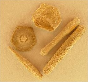 Echinocrinus sp. cf. E. aculeata