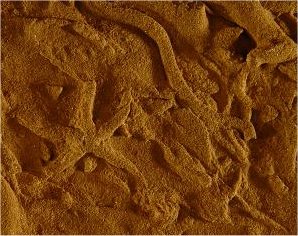 Ichnogenus Asteriacites