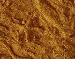 Ichnogenus Asteriacites