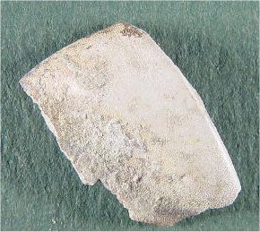 Platyxystrodus tooth