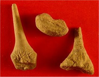 ?Plaxocrinus