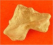 ?Synarmocrinus