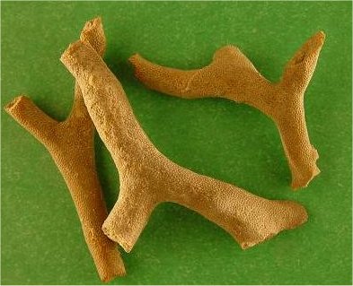 Rhombopora lepidodendroides
