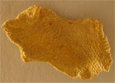 Septopora sp. cf. S. conradi