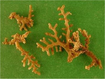 Thamniscus pinnatus