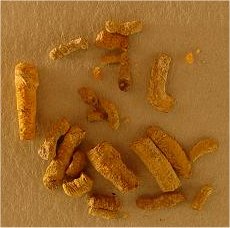 Arenicolites