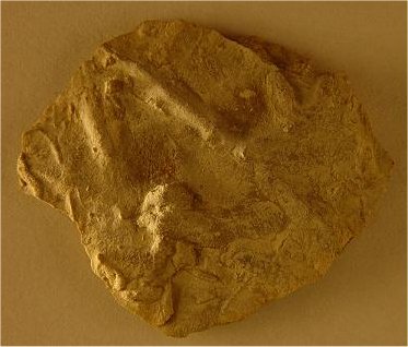 Cruziana d’Orbigny