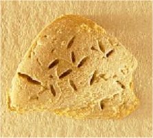 Trypetesa caveata