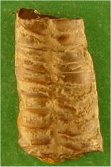 ?Bactrites