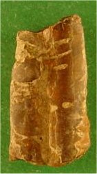 ?Bactrites