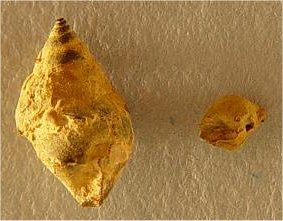 Baylea sp. cf. B. perhumerosa