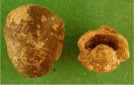 Bucanopsis