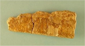 Dolorthoceras sp. cf. D. ciscoense
