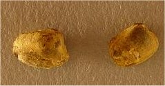 Edmondia sp. cf. E. nebrascensis