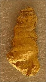 Murchisonia sp. cf. M. gouldii