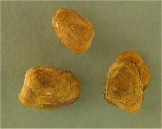 Nuculopsis?