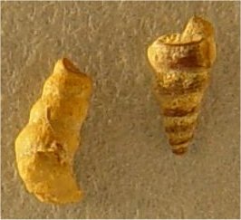 Palaeostylys (Pseudozygopleura) sp. cf. P. (Pseudozygopleura) schucherti