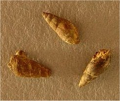 Palaeostylus?