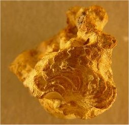Immature Goniatites