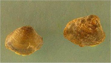 Schizodus sp. cf. S. wheeleri