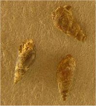 Soleniscus sp. cf. S. typicus