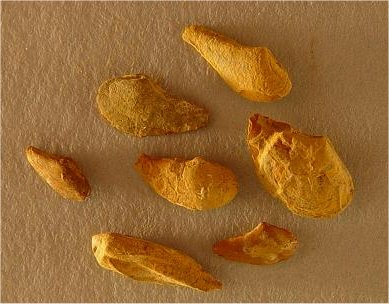 Yoldia sp. cf. Y. subscitula