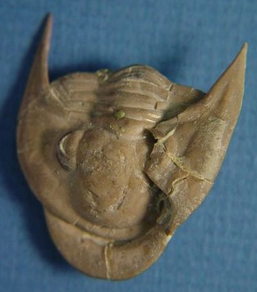 Ameura missouriensis