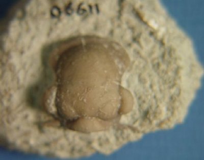 Ameura missouriensis