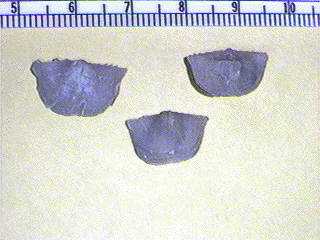 Neochonetes granulifer