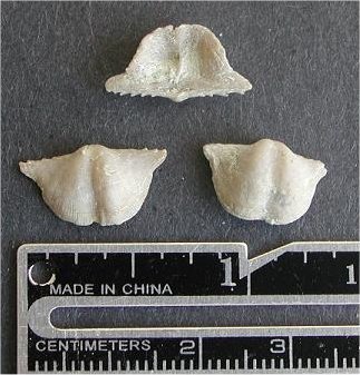 Chonetinella verneuiliana