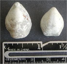 Composita elongata
