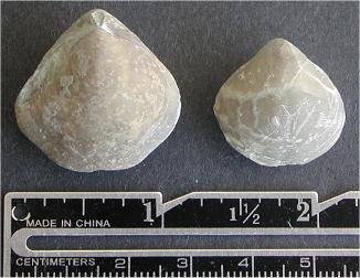 Composita ovata