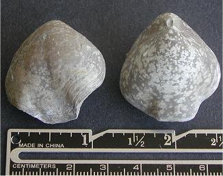 Composita trilobata