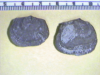 Derbyia crassa