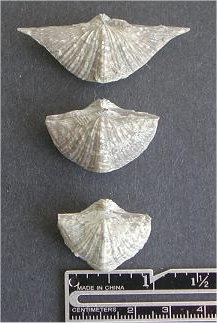 Neospirifer sp.
