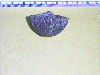 Neospirifer triplicatus