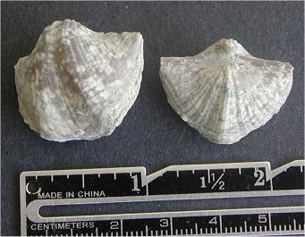 Neospirifer sp. cf. N. latus