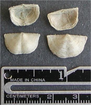 Neochonetes granulifer